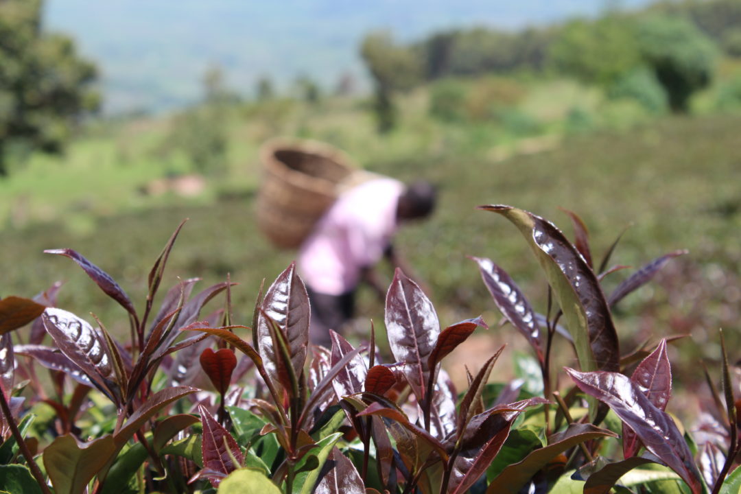 in purple tea plantation