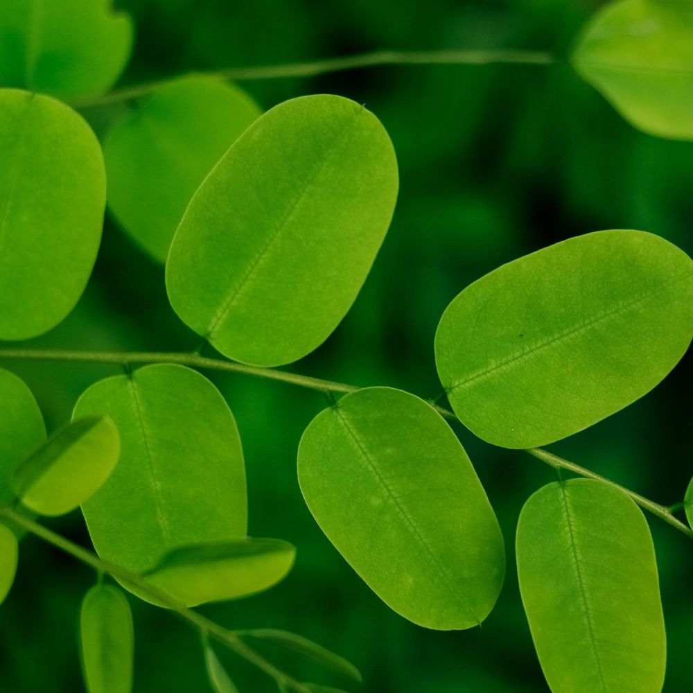 moringa leaves